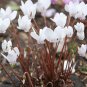 New Cyclamen Flower 100 PCS Seeds