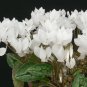 New Cyclamen Flower 100 PCS Seeds