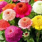 New Fire and Ice Rose 100 PCS Seeds
