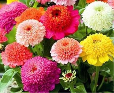 New Fire and Ice Rose 100 PCS Seeds