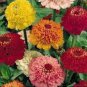 New Fire and Ice Rose 100 PCS Seeds