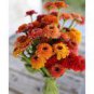 New Fire and Ice Rose 100 PCS Seeds