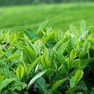 New Crop Chinese Green Tee Tree 10 PCS Seeds New Crop Chinese Green Tee Tree 10 PCS Seeds