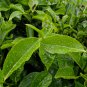 New Crop Chinese Green Tee Tree 10 PCS Seeds