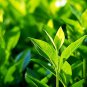 New Crop Chinese Green Tee Tree 10 PCS Seeds