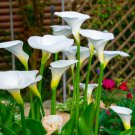 New Calla Lily Root Lilies Perennial Gardening Summer Flower 100 PCS Seeds
