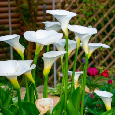 New Calla Lily Root Lilies Perennial Gardening Summer Flower 100 PCS Seeds