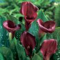 New Calla Lily Root Lilies Perennial Gardening Summer Flower 100 PCS Seeds