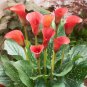 New Calla Lily Root Lilies Perennial Gardening Summer Flower 100 PCS Seeds