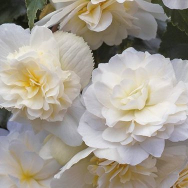 New Bonsai Mixed Rieger Begonias Beautiful Multi-Flap Flowers 50 PCS Seeds