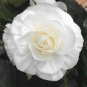 New Bonsai Mixed Rieger Begonias Beautiful Multi-Flap Flowers 50 PCS Seeds