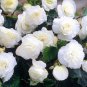 New Bonsai Mixed Rieger Begonias Beautiful Multi-Flap Flowers 50 PCS Seeds
