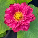 New Bonsai Balcony Red Multi-petalled Lotus Flower 1 PCS Seeds New Bonsai Balcony Red Multi-petalled Lotus Flower 1 PCS Seeds