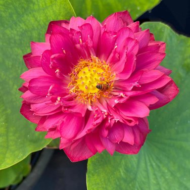 New Bonsai Balcony Red Multi-petalled Lotus Flower 1 PCS Seeds