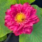 New Bonsai Balcony Red Multi-petalled Lotus Flower 1 PCS Seeds