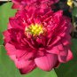 New Bonsai Balcony Red Multi-petalled Lotus Flower 1 PCS Seeds