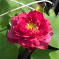New Bonsai Balcony Red Multi-petalled Lotus Flower 1 PCS Seeds