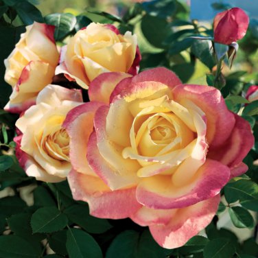 New Bella Roma Rose Bush Plant 50 PCS Seeds