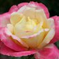 New Bella Roma Rose Bush Plant 50 PCS Seeds