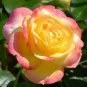 New Bella Roma Rose Bush Plant 50 PCS Seeds