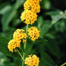 New Arrival Imported Butterfly Bush Buddleia Davidii Mix Flower 50 PCS Seeds