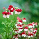 Nemesia Strumosa Danish Flag Flower 30 PCS Seeds Nemesia Strumosa Danish Flag Flower 30 PCS Seeds