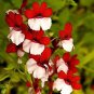 Nemesia Strumosa Danish Flag Flower 30 PCS Seeds