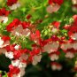 Nemesia Strumosa Danish Flag Flower 30 PCS Seeds