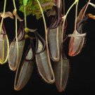 Nepenthes Bongso 2 PCS Seeds