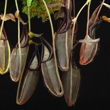 Nepenthes Bongso 2 PCS Seeds