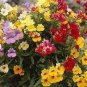 Nemesia Strumosa Flower 30 PCS Seeds