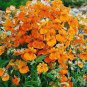 Nemesia Strumosa Flower 30 PCS Seeds