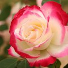 New Fichier Rose Hybrid and Bud Flower Bonsai 50 PCS Seeds