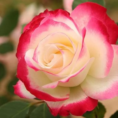 New Fichier Rose Hybrid and Bud Flower Bonsai 50 PCS Seeds