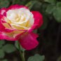 New Fichier Rose Hybrid and Bud Flower Bonsai 50 PCS Seeds