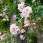 New Dawn White Pink Climbing Rose Plant Flower 50 PCS Seeds