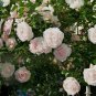 New Dawn White Pink Climbing Rose Plant Flower 50 PCS Seeds
