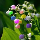 Lily of The Valley Flower Bell Orchid Bonsai Plants 100 PCS Seeds Lily of The Valley Flower Bell Orchid Bonsai Plants 100 PCS Seeds