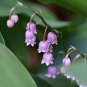 Lily of The Valley Flower Bell Orchid Bonsai Plants 100 PCS Seeds