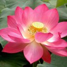 Nelumbo Nucifera Lotus ''Hong Yan'' Water Lily Flower 1 PCS Seeds Nelumbo Nucifera Lotus ''Hong Yan'' Water Lily Flower 1 PCS Seeds