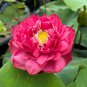 Nelumbo Nucifera Lotus ''Hong Yan'' Water Lily Flower 1 PCS Seeds