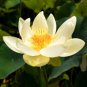 Nelumbo nucifera 
