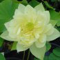 Nelumbo nucifera 