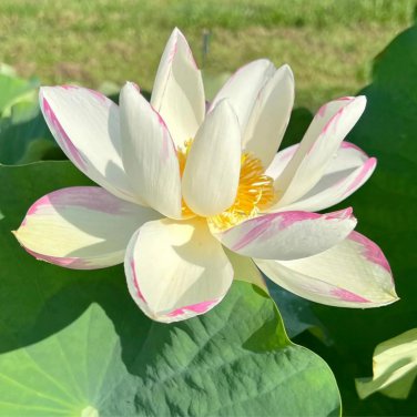 Nelumbo Nucifera 