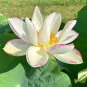 Nelumbo Nucifera 