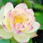 Nelumbo Nucifera 
