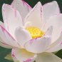 Nelumbo Nucifera 