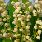 Lily of The Valley Flower Bonsai 100 PCS Seeds Lily of The Valley Flower Bonsai 100 PCS Seeds