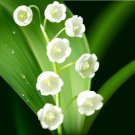 Lily of The Valley Flower Bell Orchid Rich Aroma Bonsai Flower PCS Seeds
