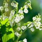 Lily of The Valley Flower Bell Orchid Rich Aroma Bonsai Flower PCS Seeds